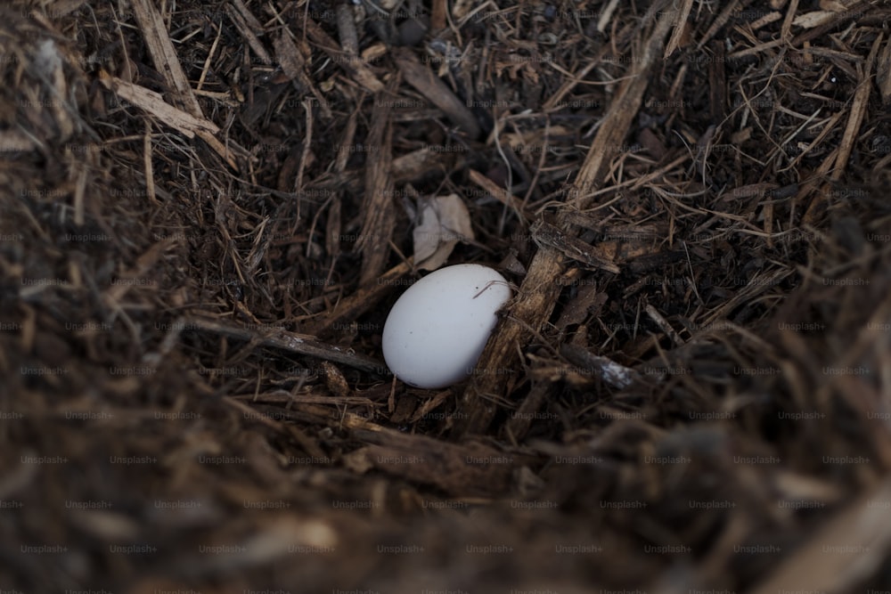 나무 조각 더미 한가운데에 앉아 있는 흰 달걀