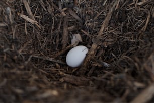 a white egg sitting in the middle of a pile of wood chips
