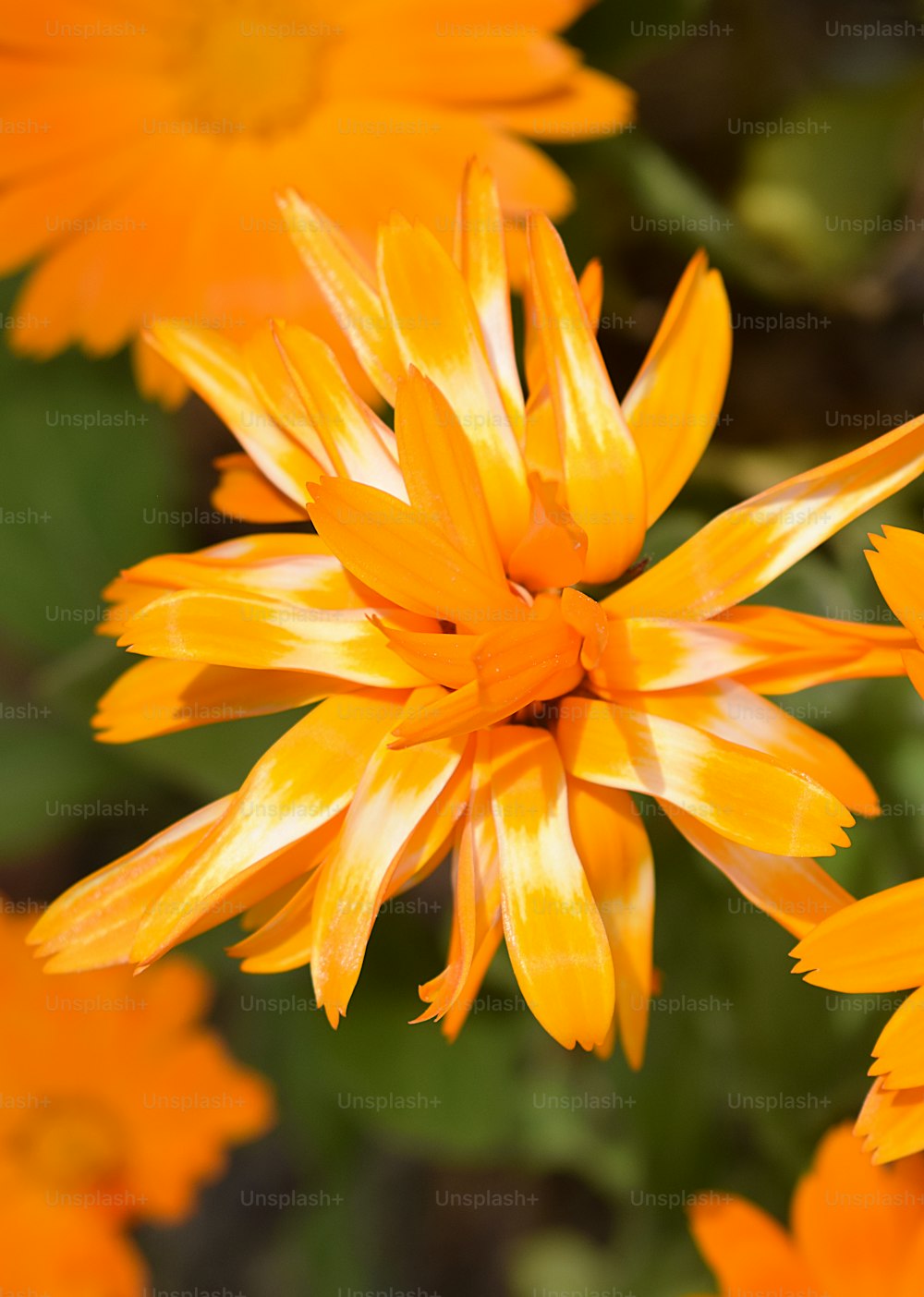 Nahaufnahme einer orangefarbenen Blume mit grünen Blättern im Hintergrund