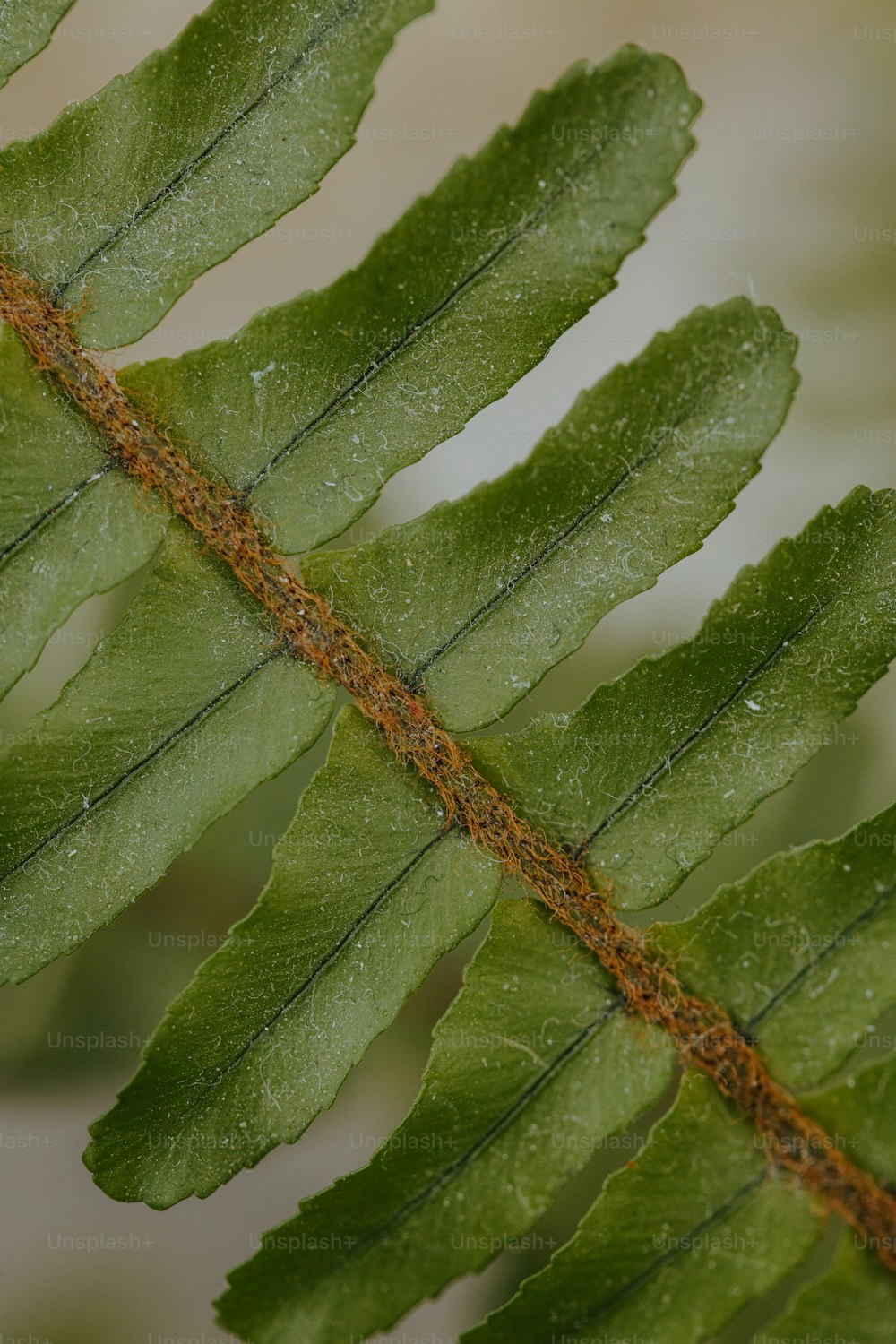 eine Nahaufnahme eines grünen Blattes mit Wassertröpfchen darauf