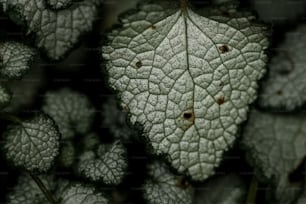 a close up of a leaf on a plant