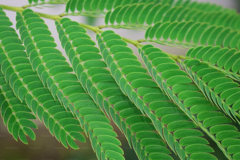 um close up de uma folha verde em uma árvore