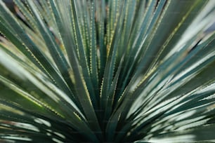 a close up of a plant with green leaves