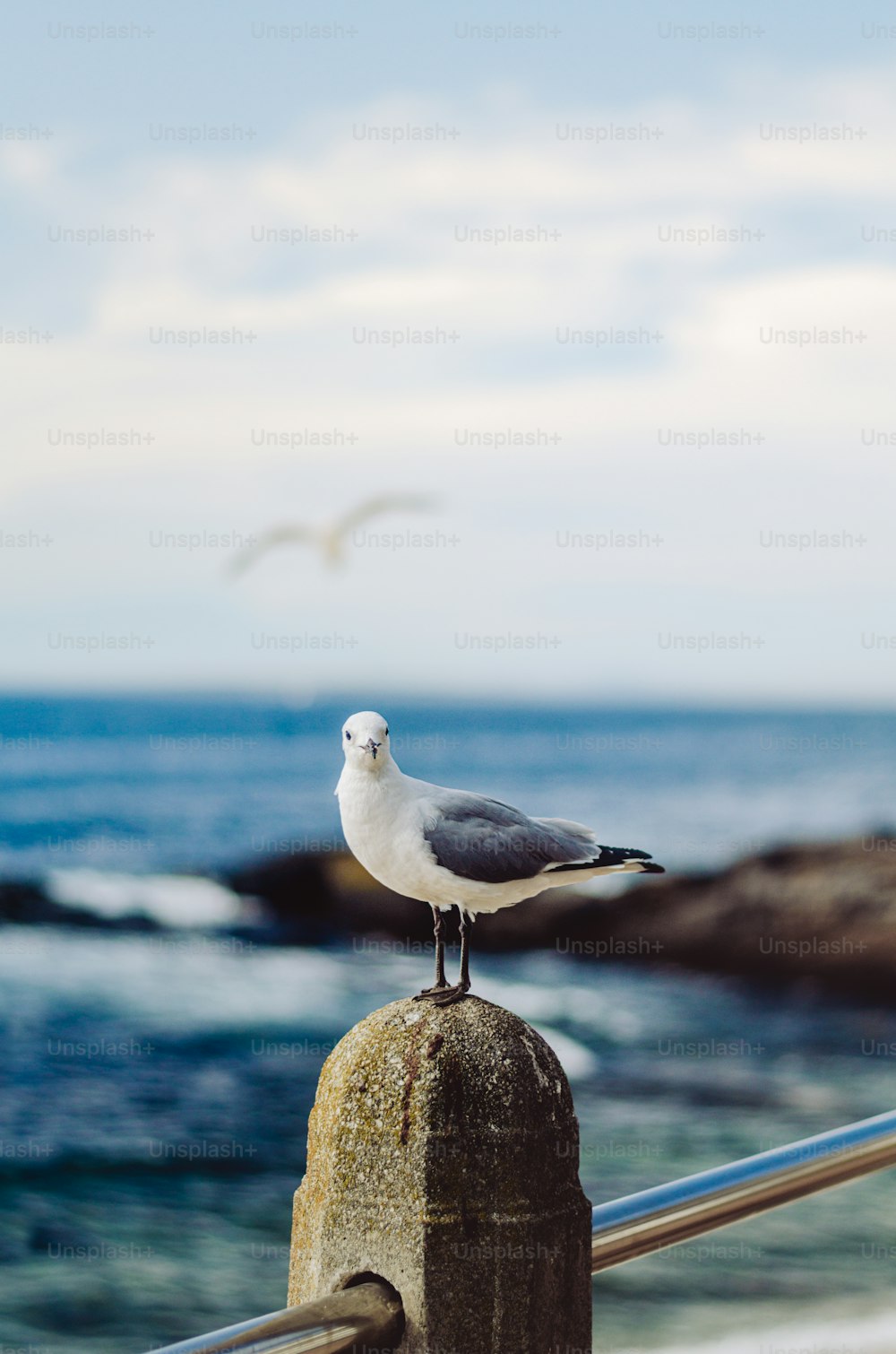 Una gaviota parada en una barandilla cerca del océano