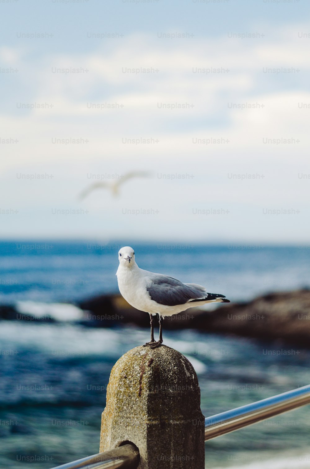 uma gaivota de pé em um corrimão perto do oceano