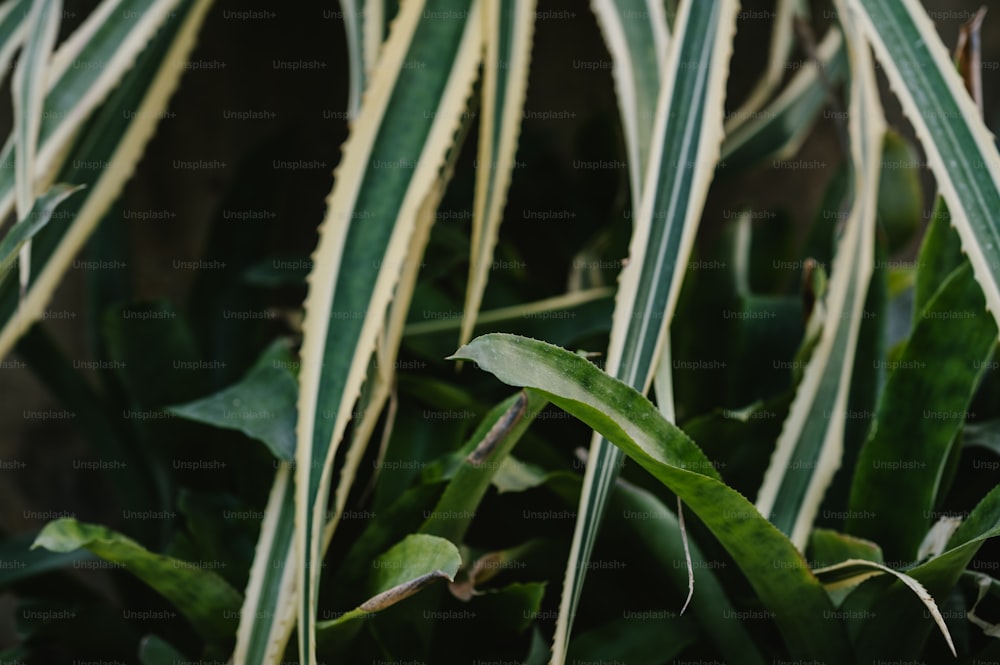 a close up of a plant with green leaves