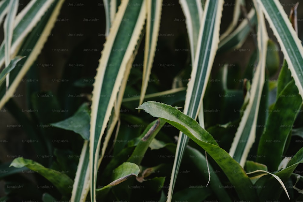 um close up de uma planta com folhas verdes