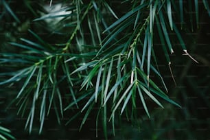 um close up de um galho de pinheiro