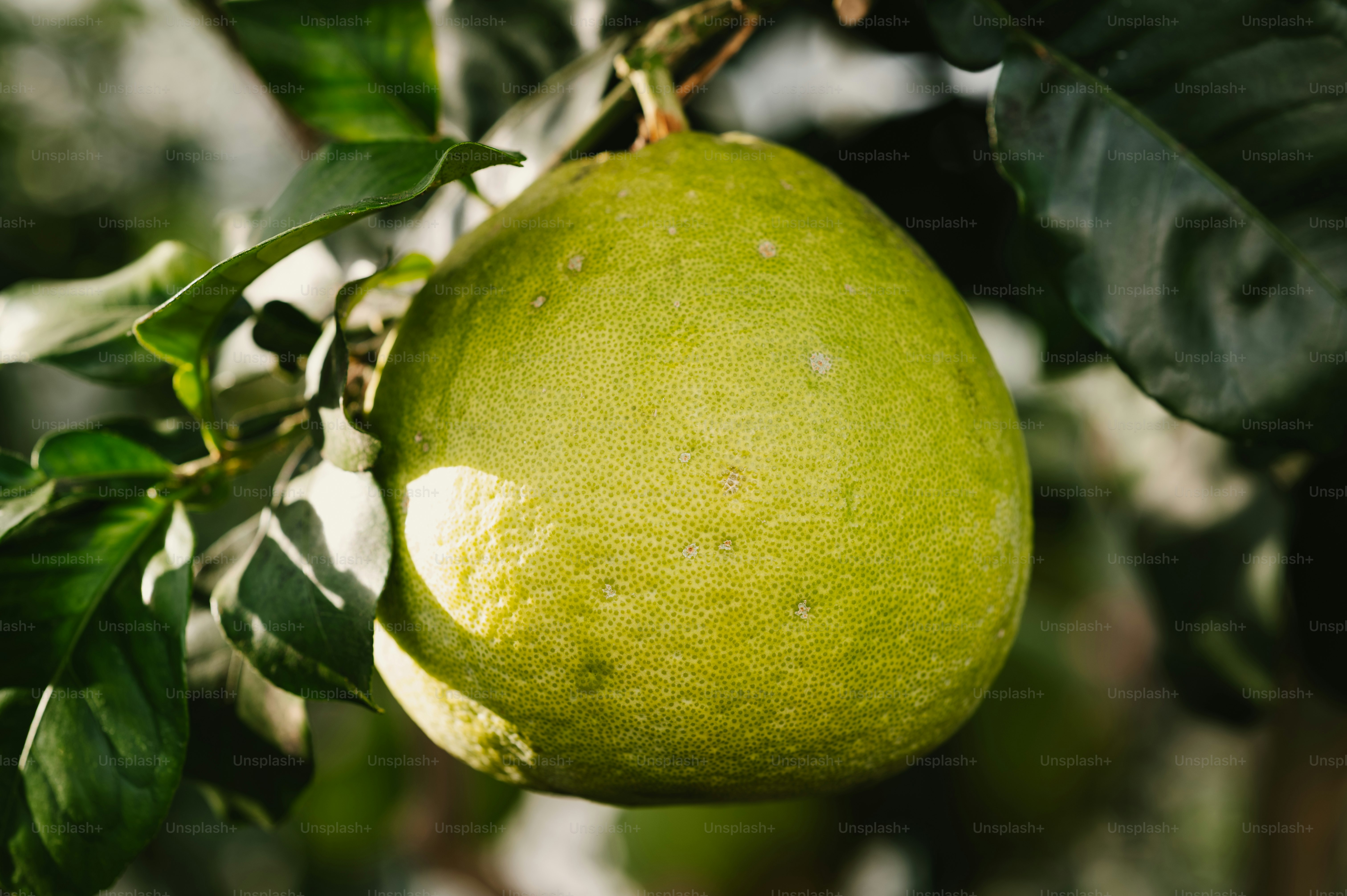 a green fruit hanging from a tree with leaves