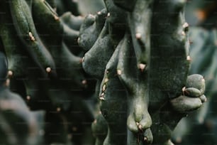 a close up of a cactus plant with lots of leaves