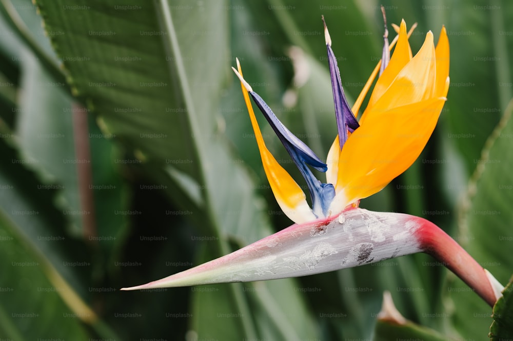 a colorful bird of paradise flower in a garden