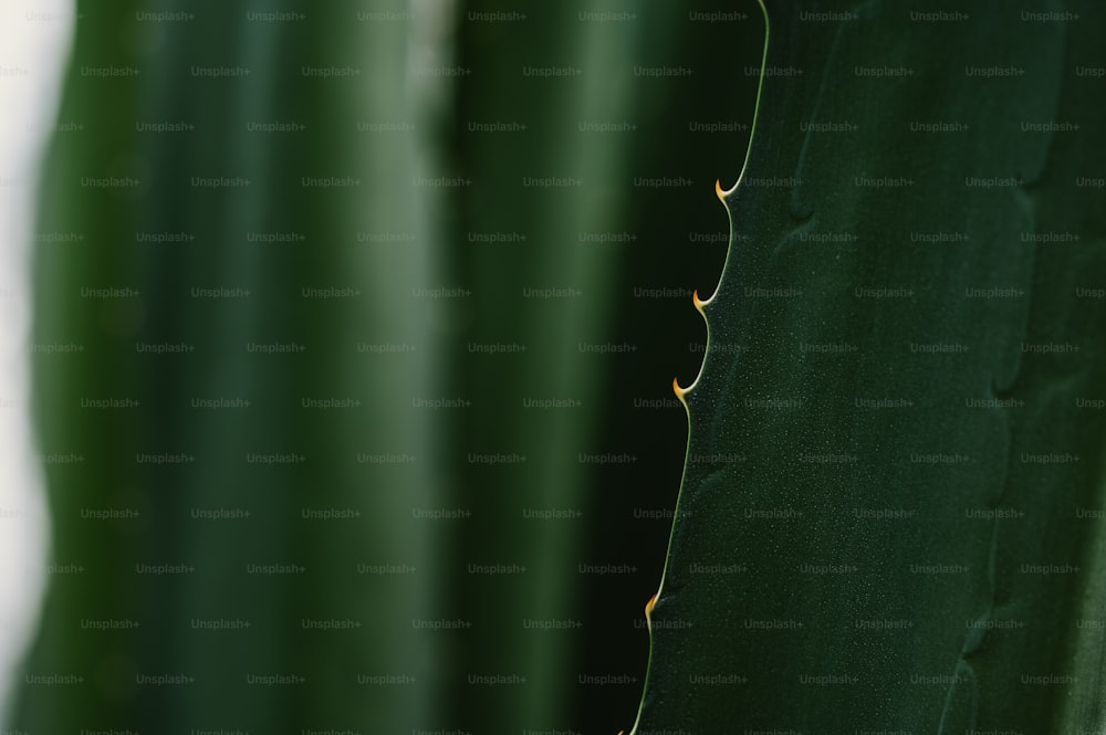 a close up of a large green plant