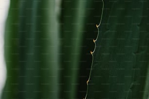 a close up of a large green plant