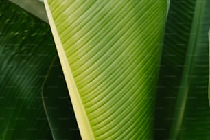 a close up of a large green leaf