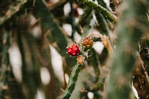 a small red flower on a green plant