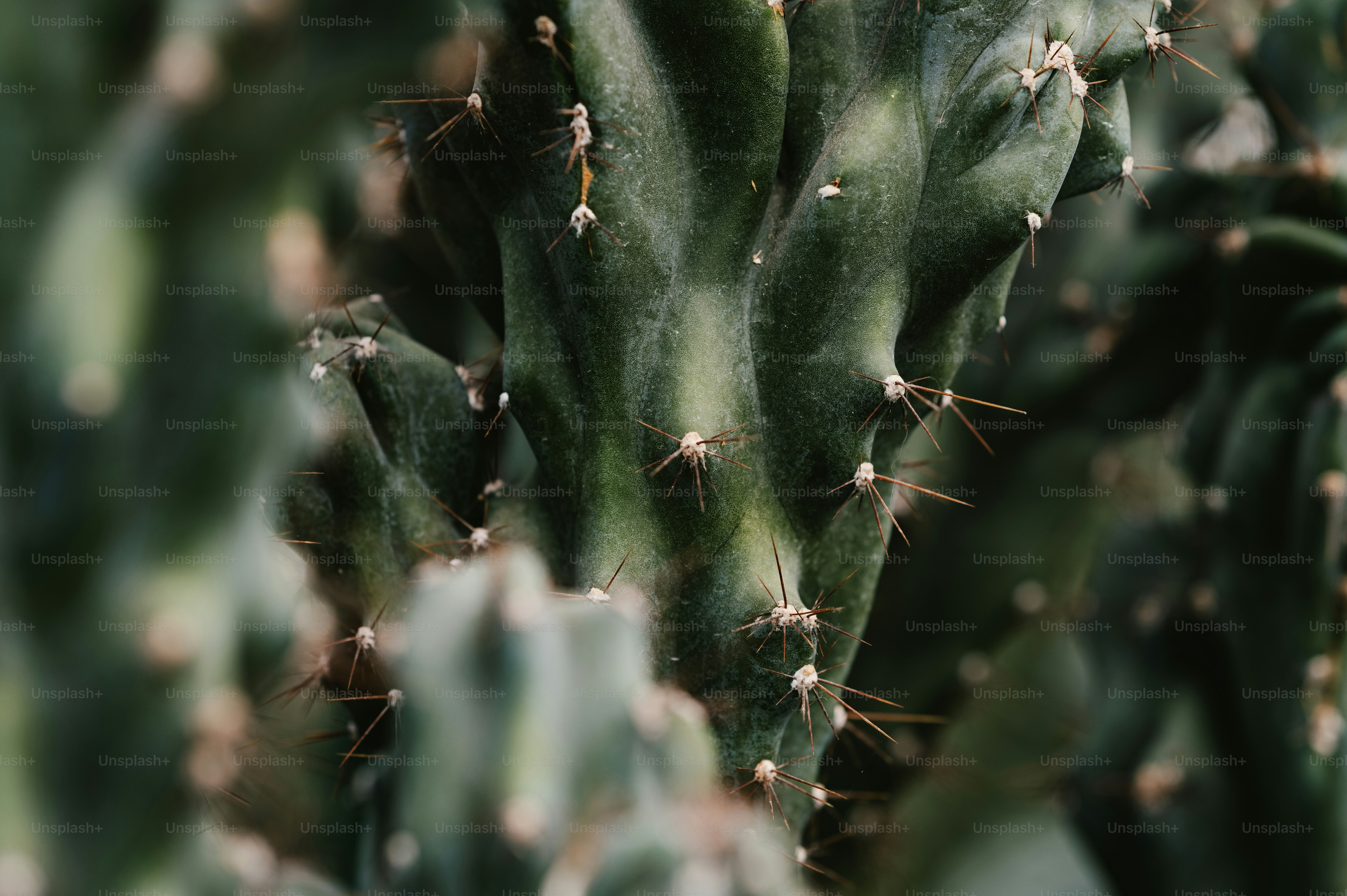 a close up of a green cactus plant