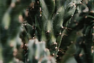 a close up of a green cactus plant