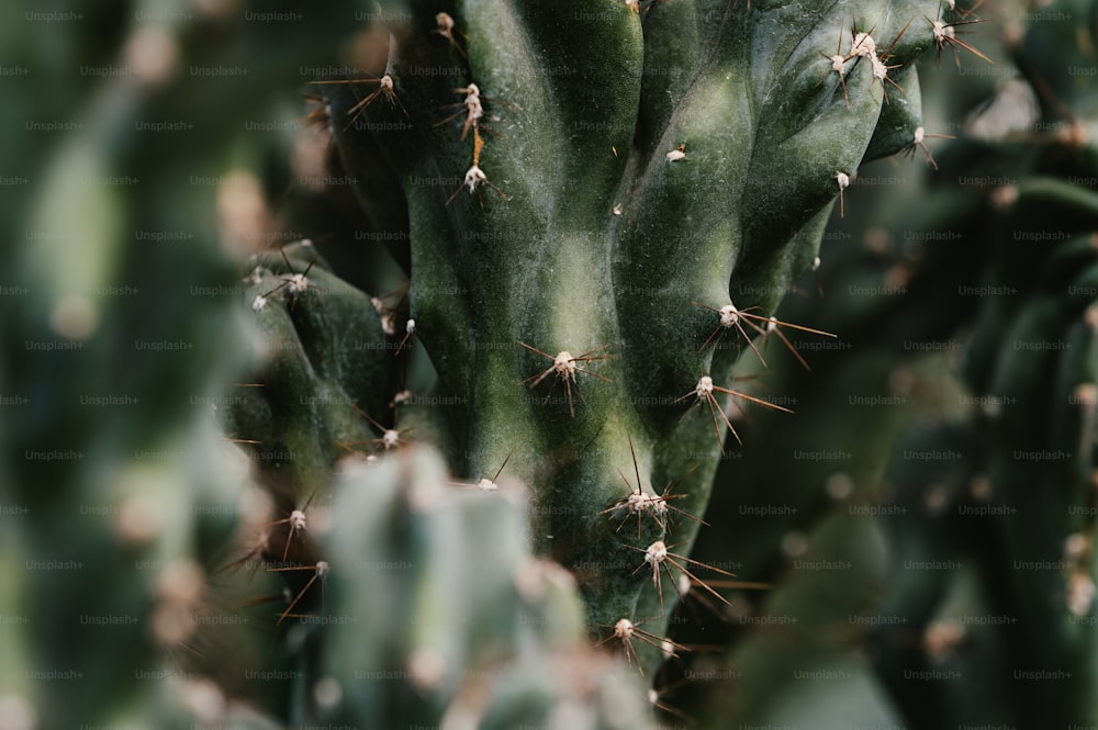 Un primo piano di una pianta di cactus verde