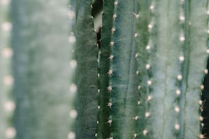 Un primer plano de un gran cactus verde