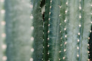 a close up of a large green cactus