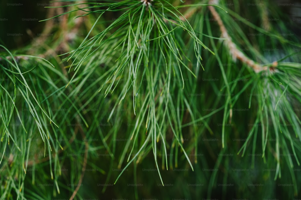 um close up de um galho de pinheiro