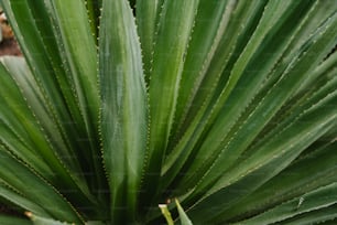 大きな緑の葉の多い植物のクローズアップ