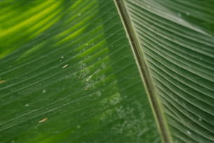 a close up of a large green leaf