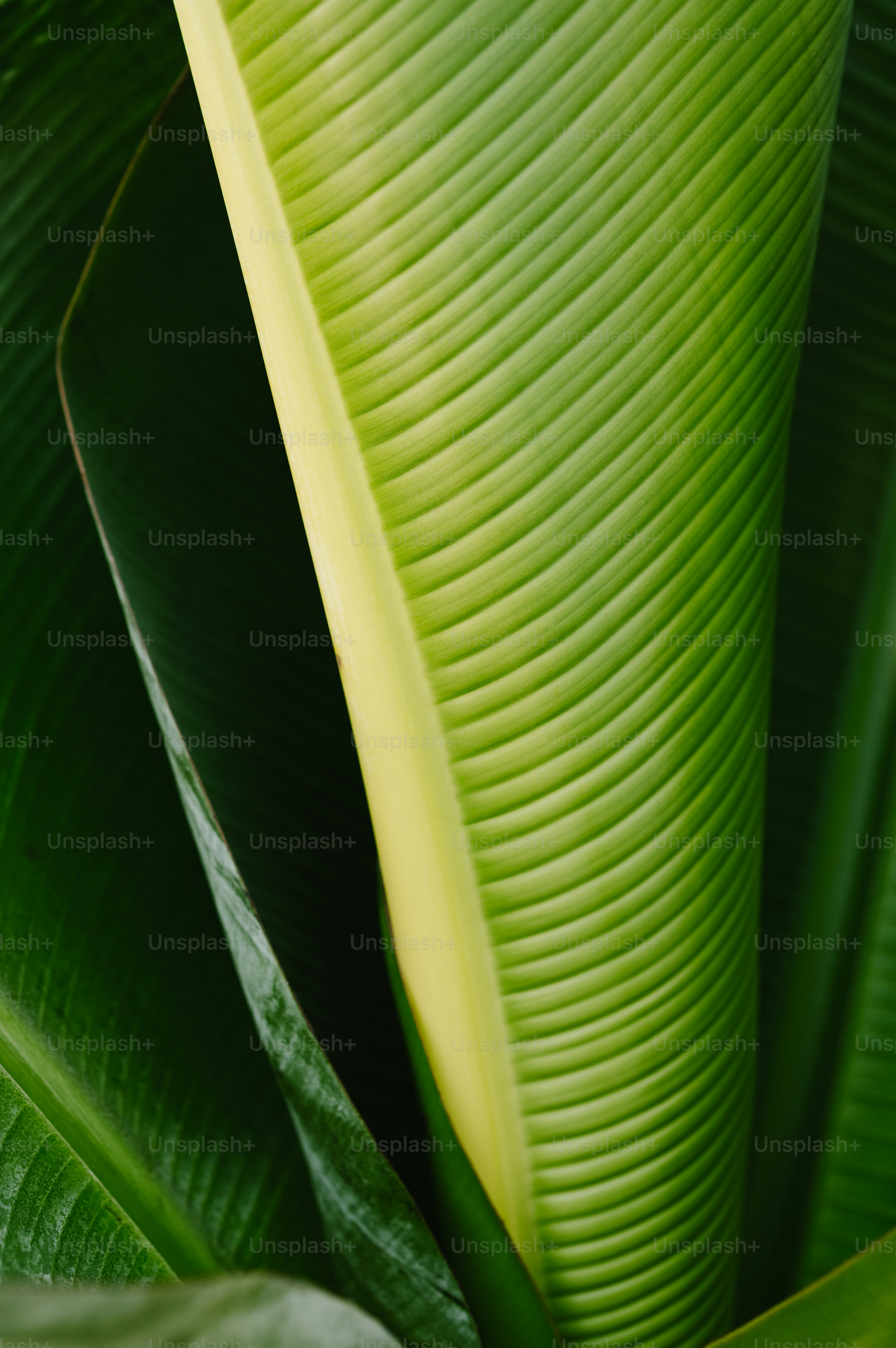 un primo piano di una grande foglia verde
