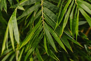 a close up of a green leafy plant