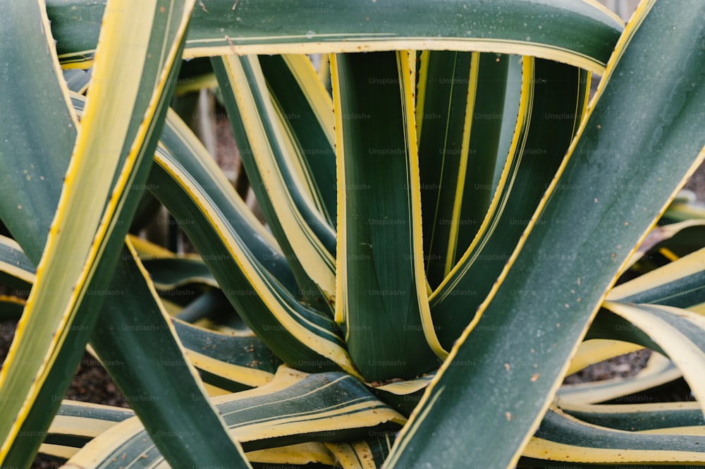 Gros plan d’une plante verte et jaune