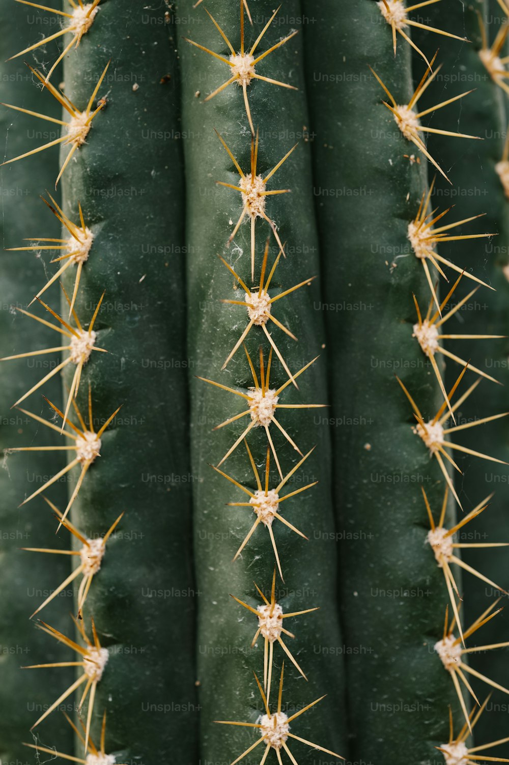 Un primer plano de un cactus verde con muchas púas