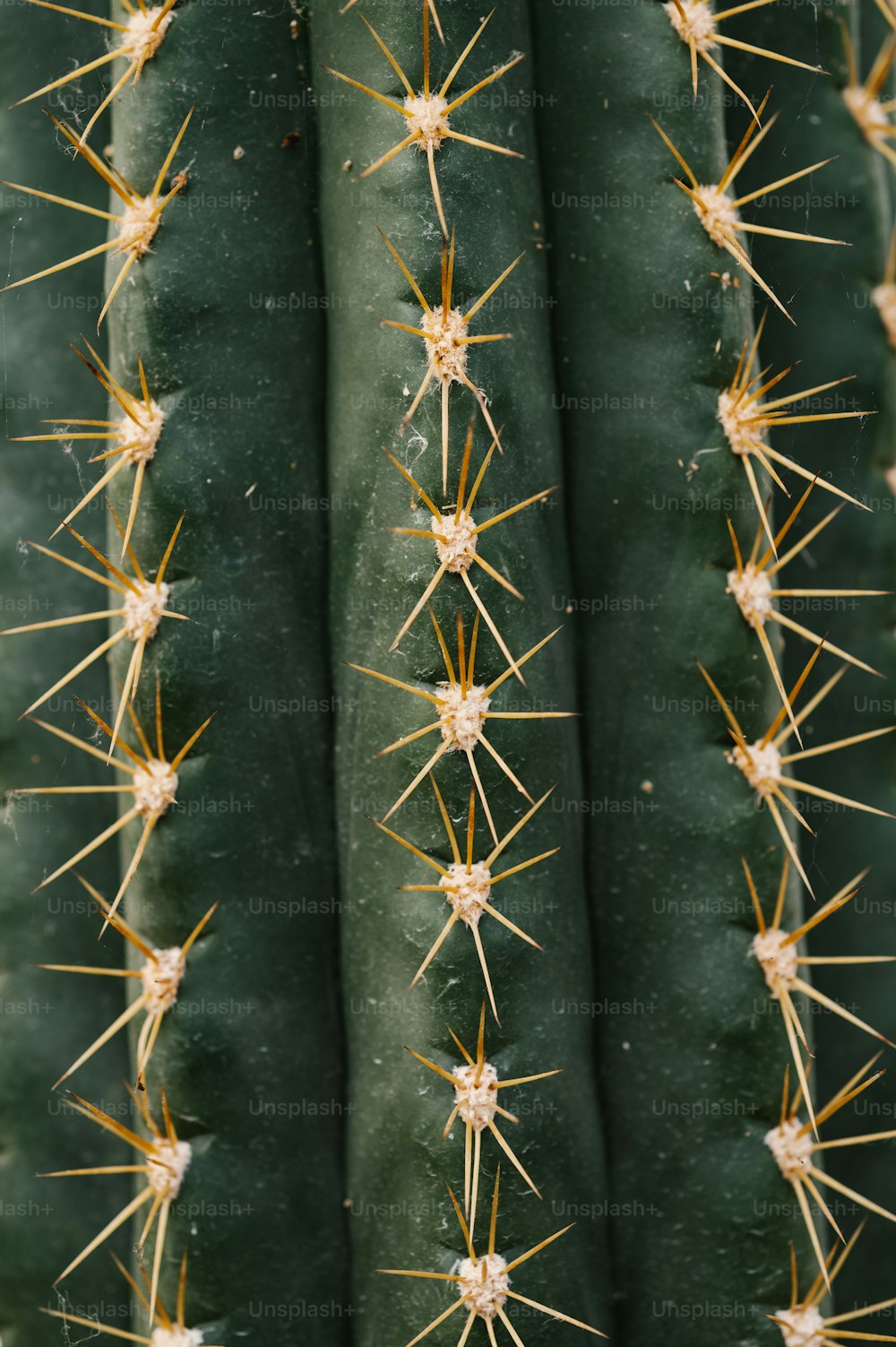 a close up of a green cactus with lots of spikes