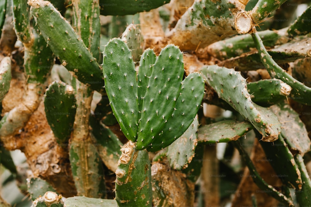 a close up of a green cactus plant