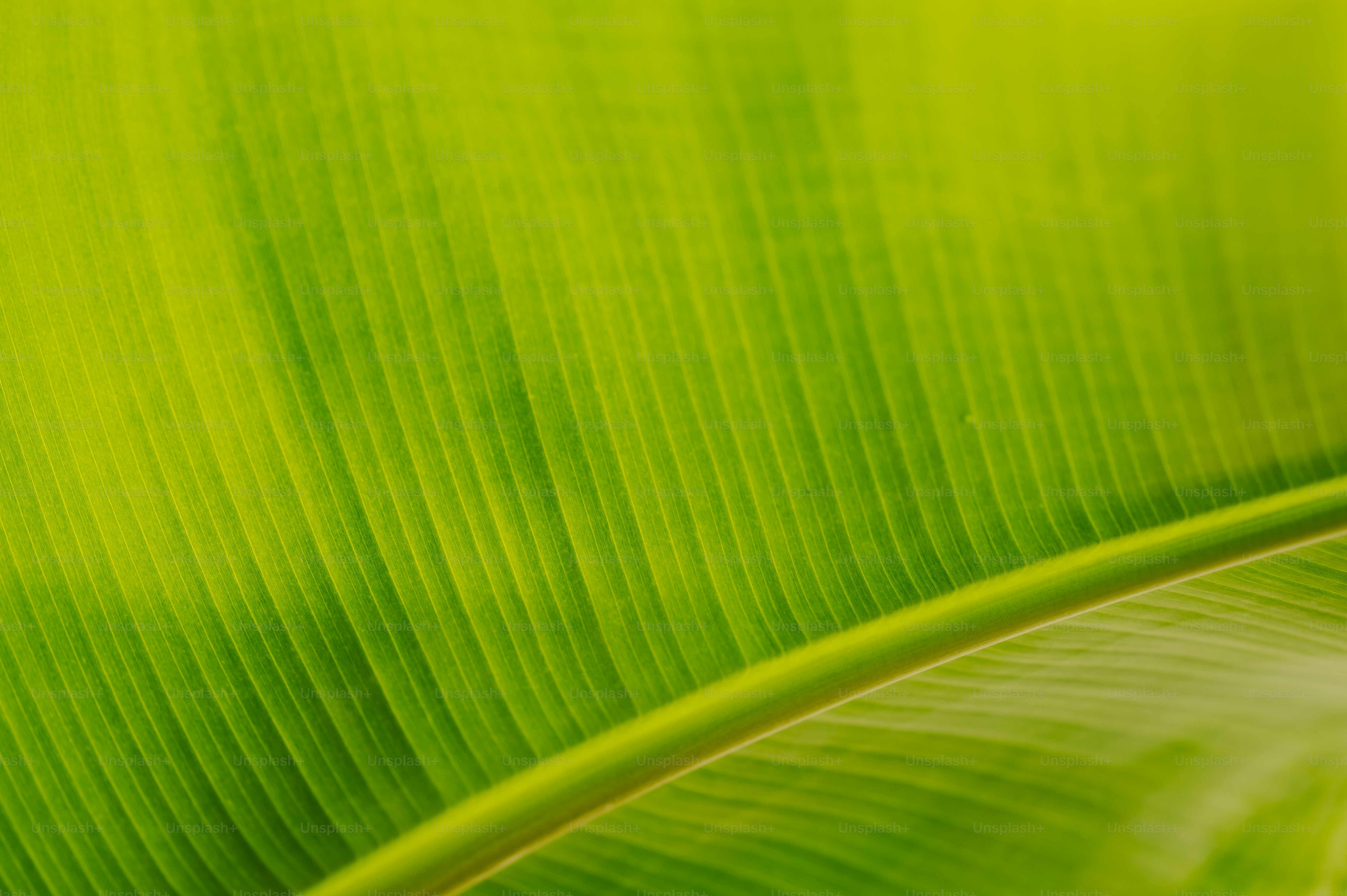 a close up of a large green leaf