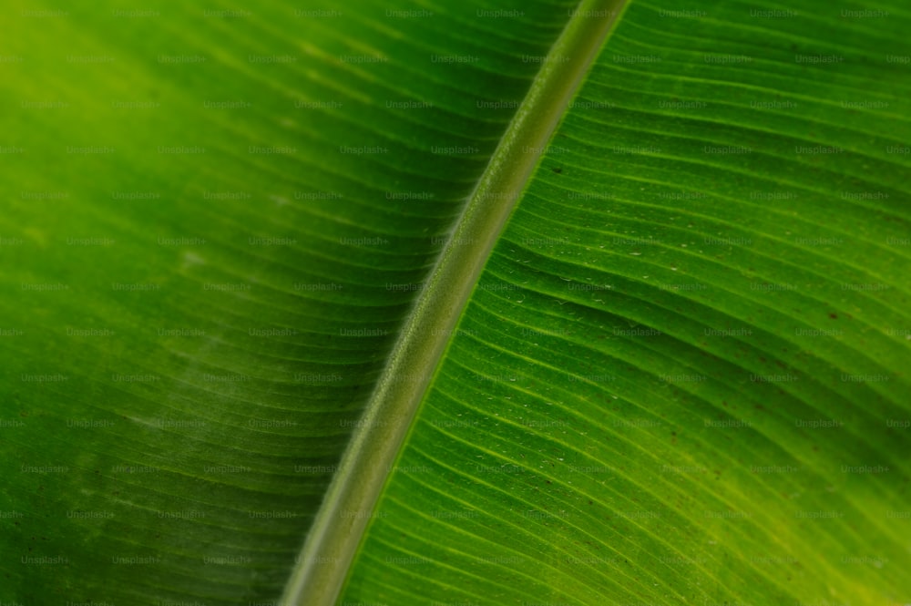 uma vista de perto de uma folha verde