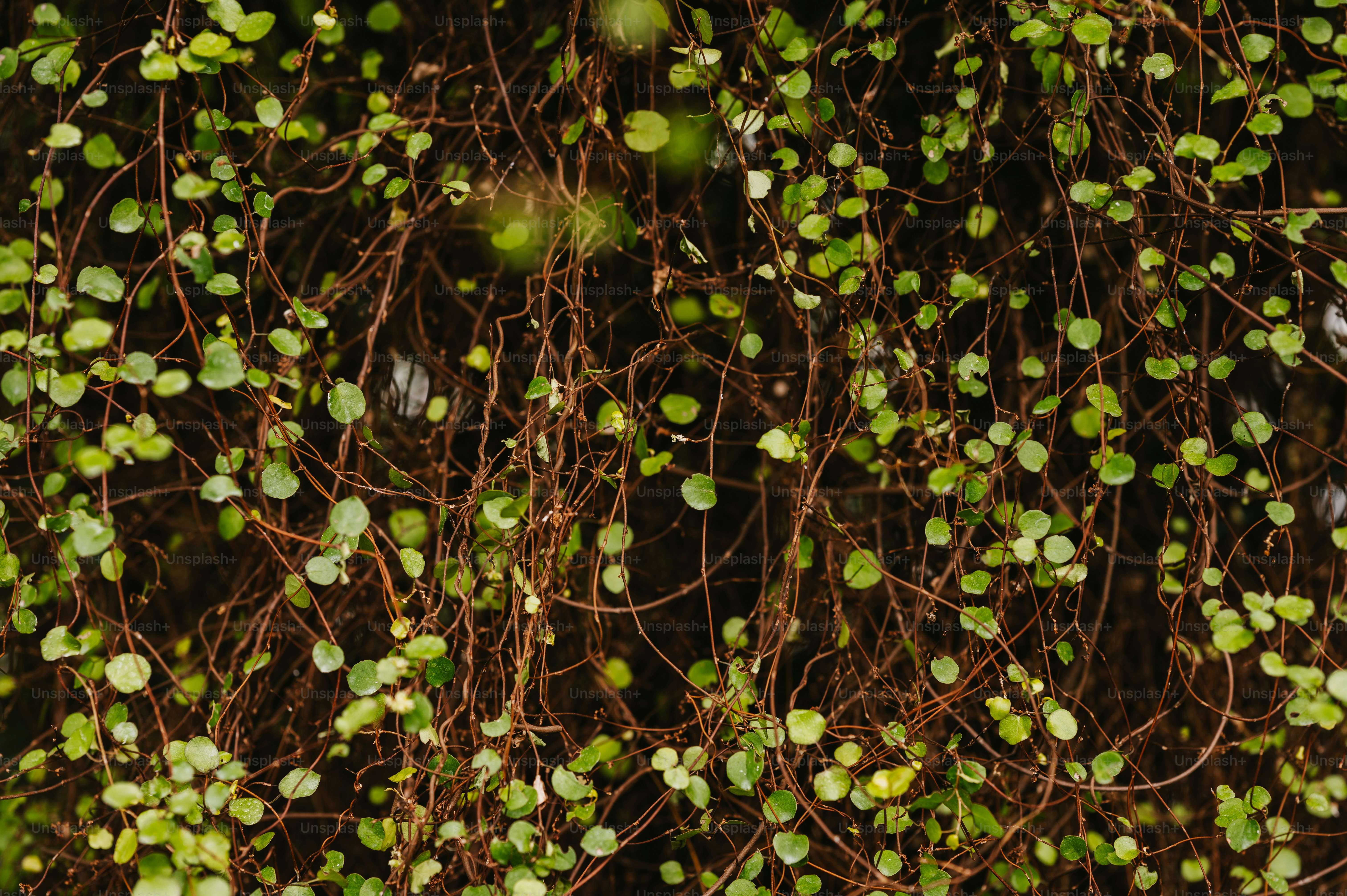 a bunch of green leaves on a tree