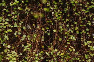 a bunch of green leaves on a tree