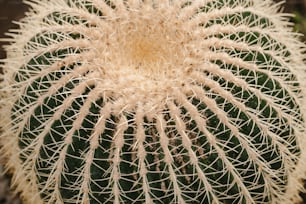 Gros plan d’un cactus vert avec des aiguilles blanches