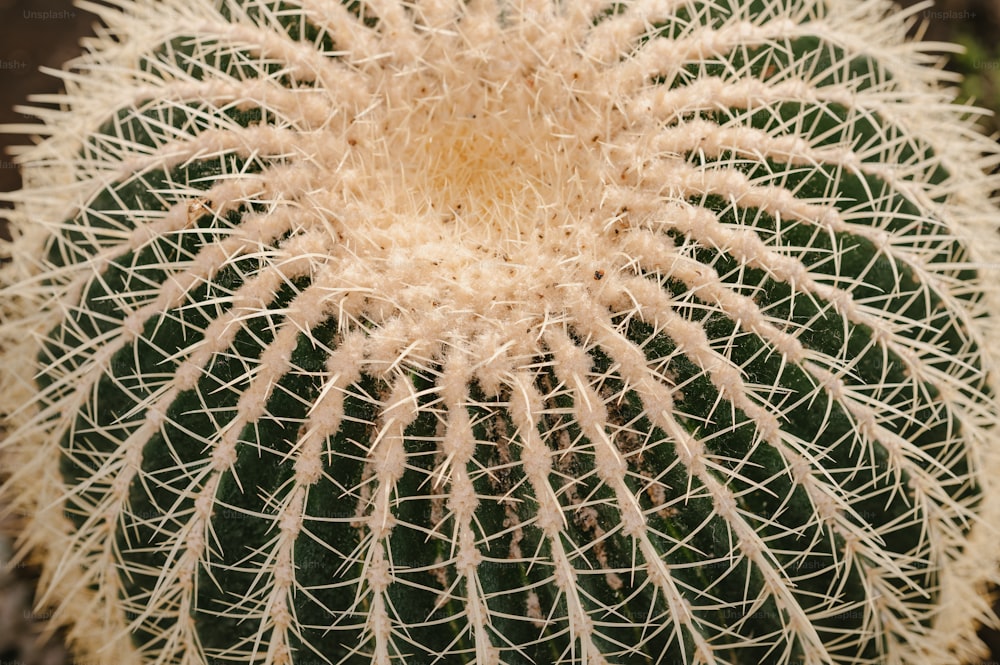 a close up of a green cactus with white needles