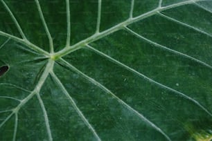 a close up of a large green leaf