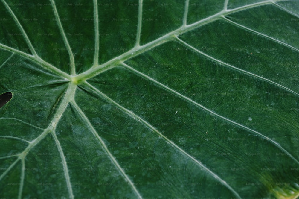 a close up of a large green leaf