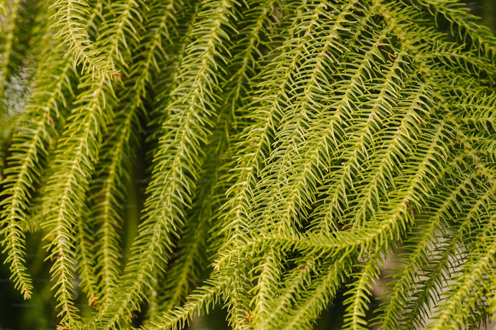 a close up of a green plant with lots of leaves