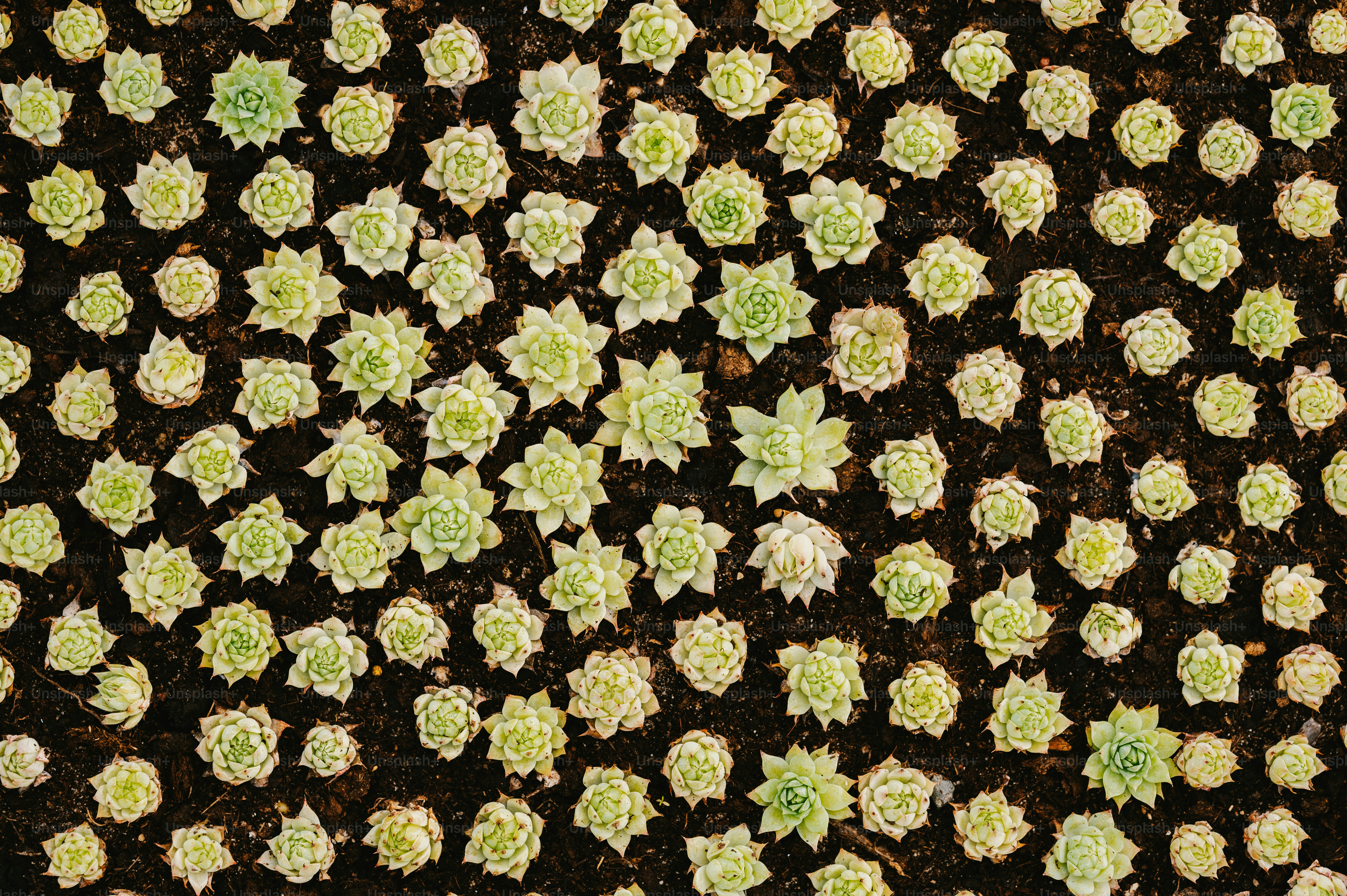 a group of small green and white flowers