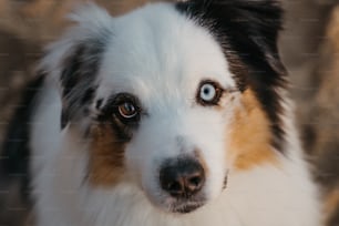 Un primer plano de un perro con ojos azules