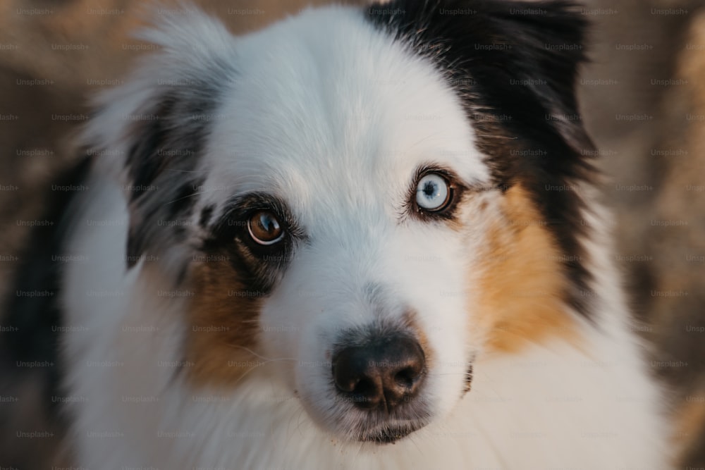 a close up of a dog with blue eyes