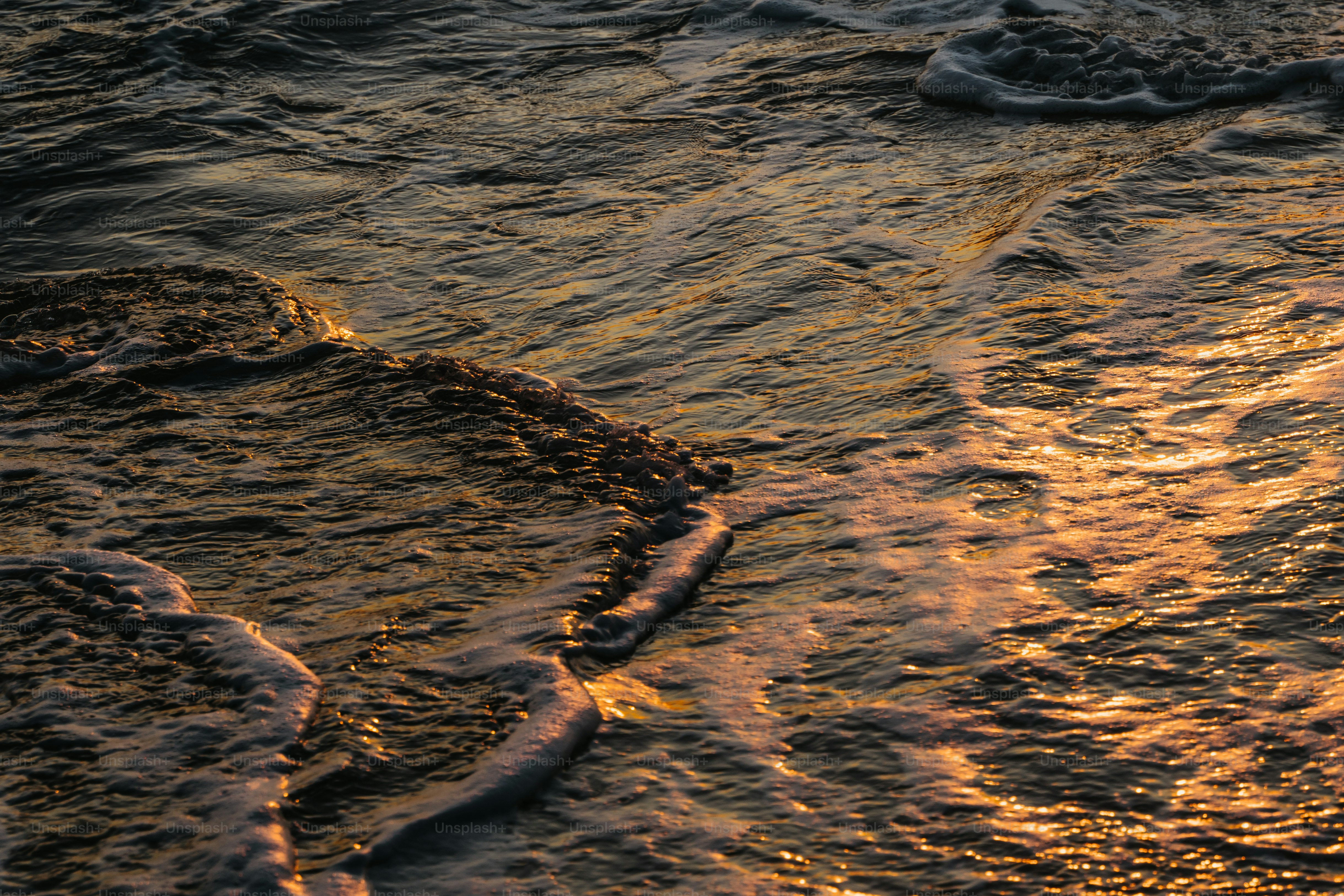 a bird standing on top of a sandy beach next to the ocean