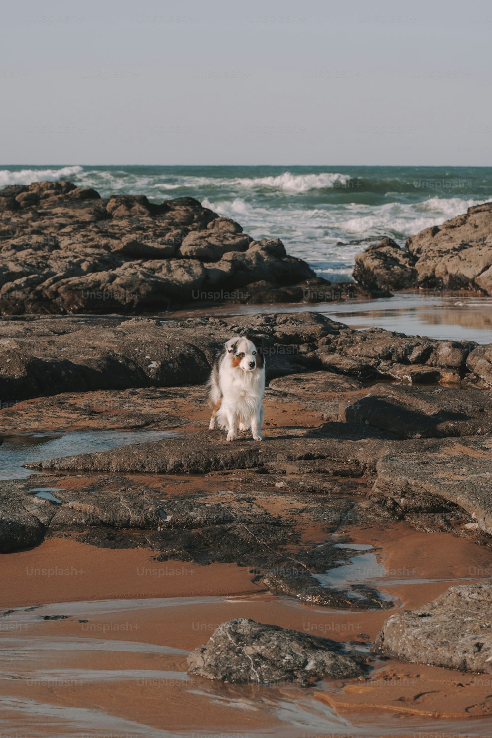 Ein weißer Hund steht auf einem felsigen Strand