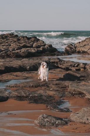 a white dog standing on top of a rocky beach