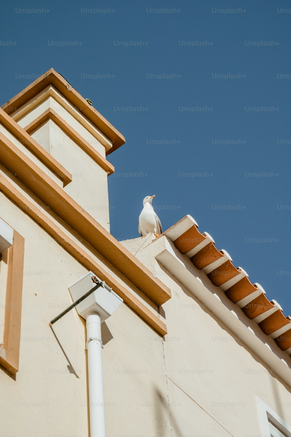 건물 꼭대기에 앉아 있는 하얀 새