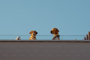 deux chiens assis au sommet d’un bâtiment